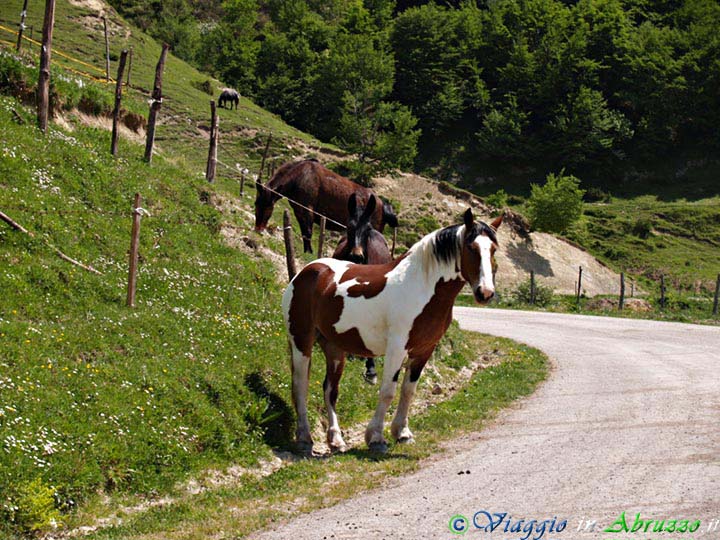 11-P5218904+.jpg - 11-P5218904+.jpg - Cavalli e muli al pascolo nel territorio di Valle Castellana.